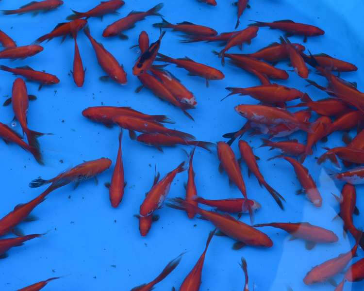 2-3" (5-7cm) Red Goldfish